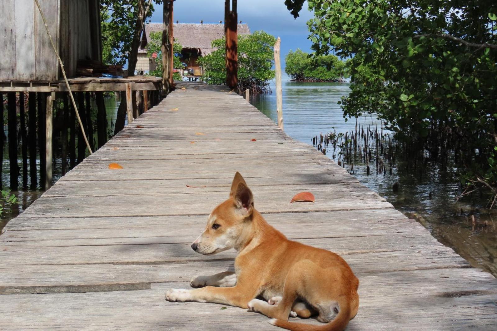 Nyanse Homestay - Raja Ampat Besir Экстерьер фото